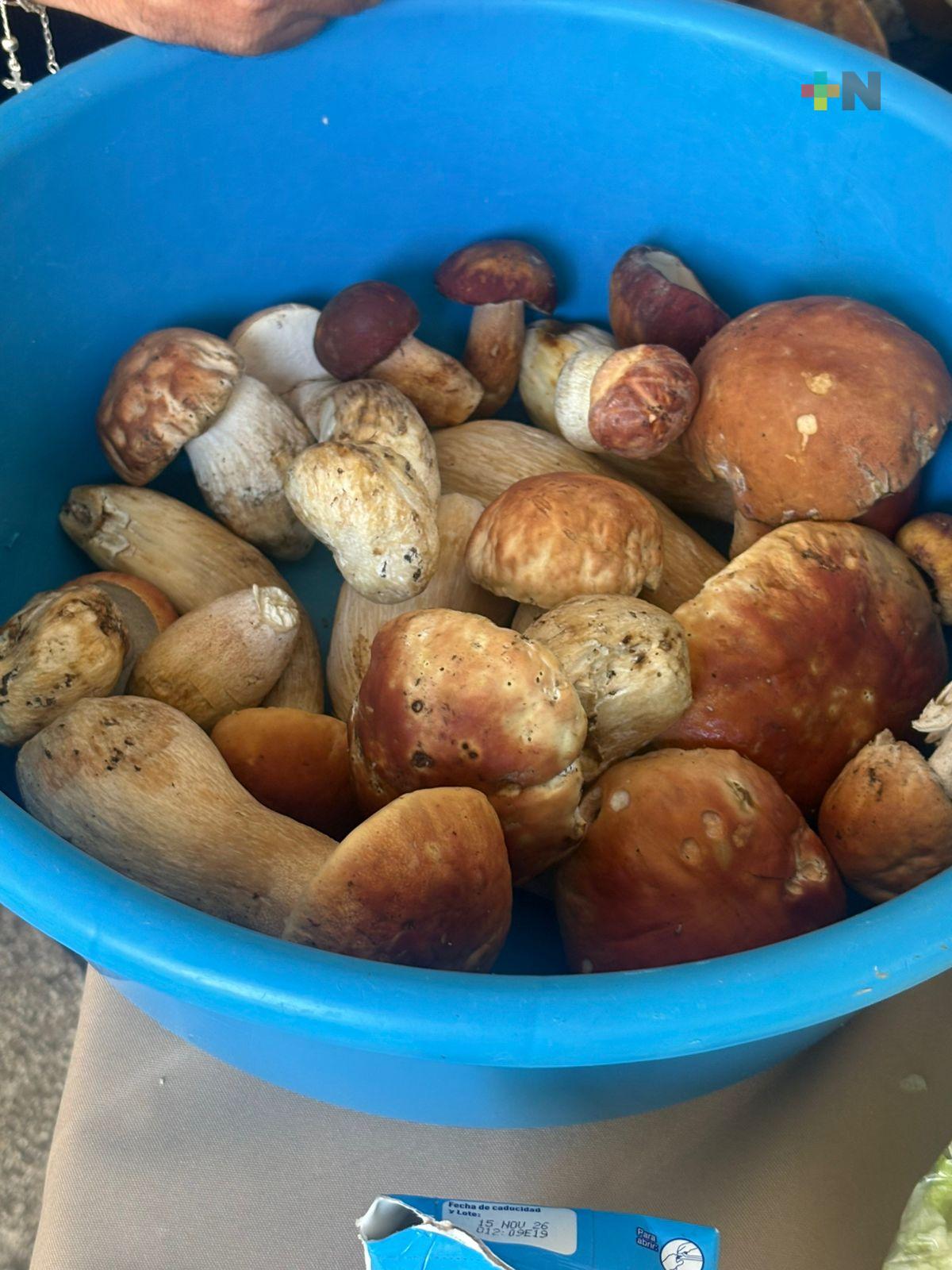 Inició temporada de recolección de hongos en Las Vigas de Ramírez
