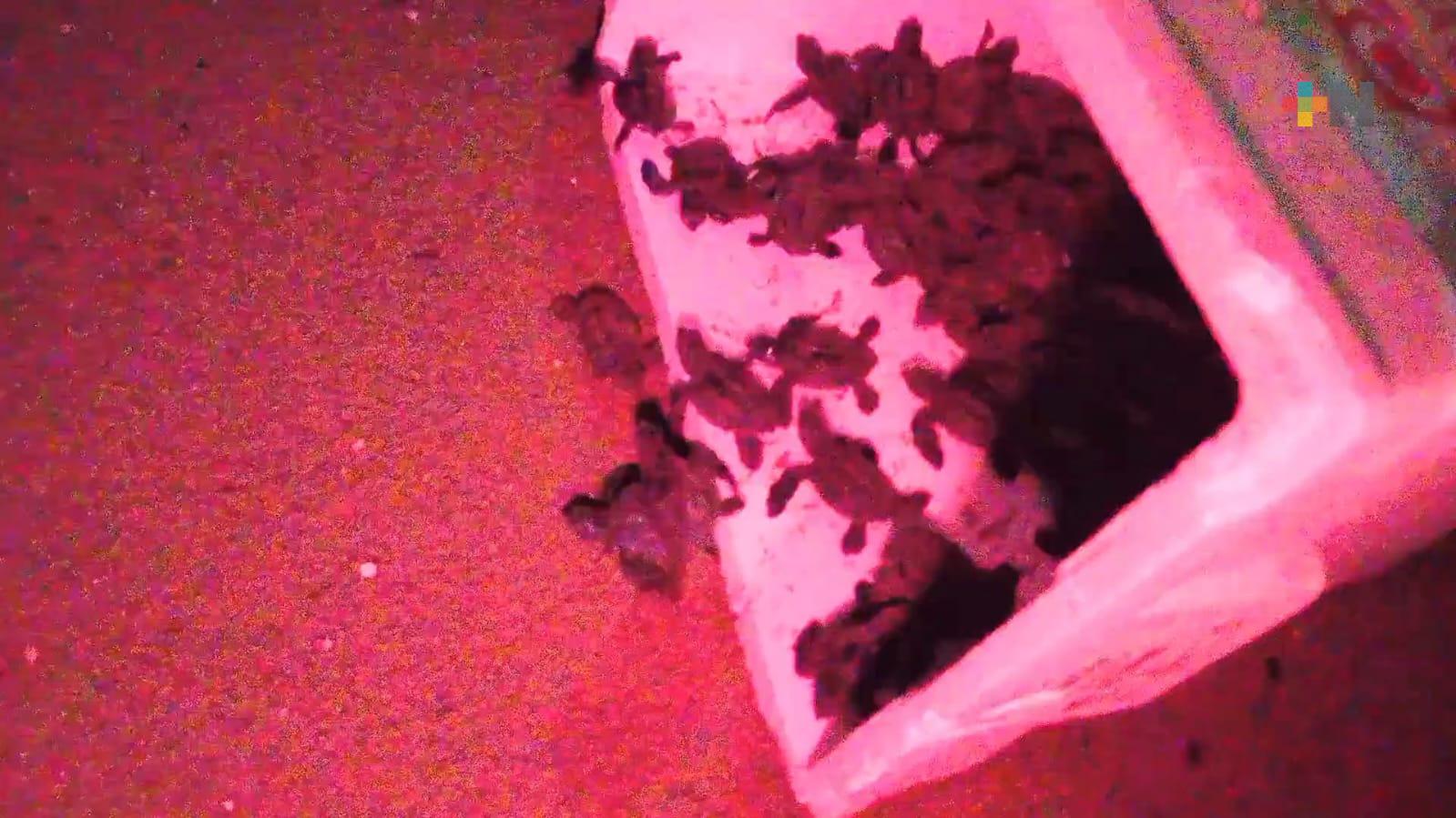 Prevén aumente el nacimiento de tortugas marinas en próximos días en Coatzacoalcos