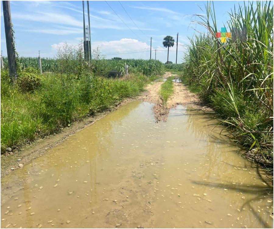 Lluvias afectan zafra y dejan más de 100 mil toneladas sin cosecha en Tres Valles