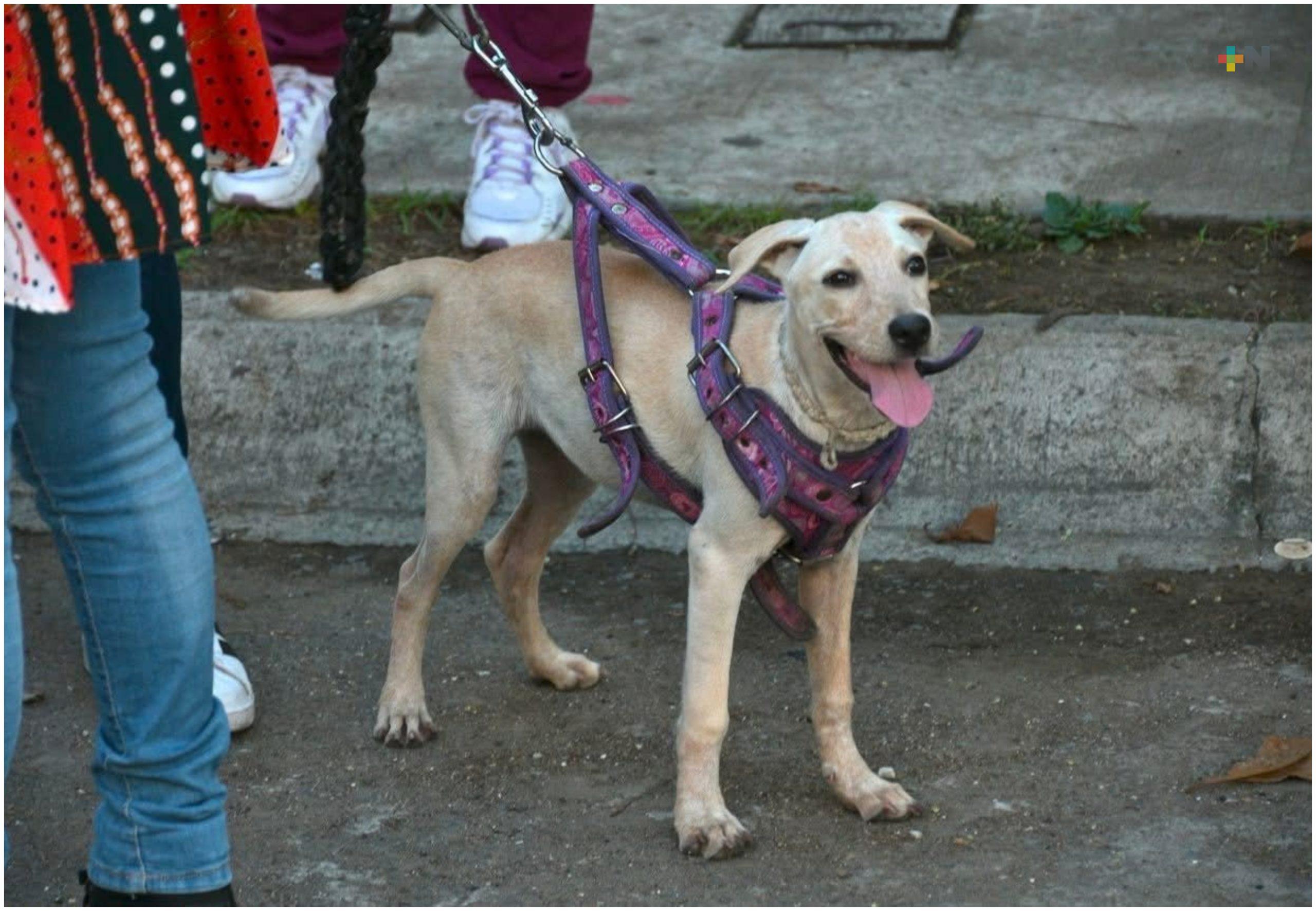 “Micaela”, la cachorra que encontró una nueva vida
