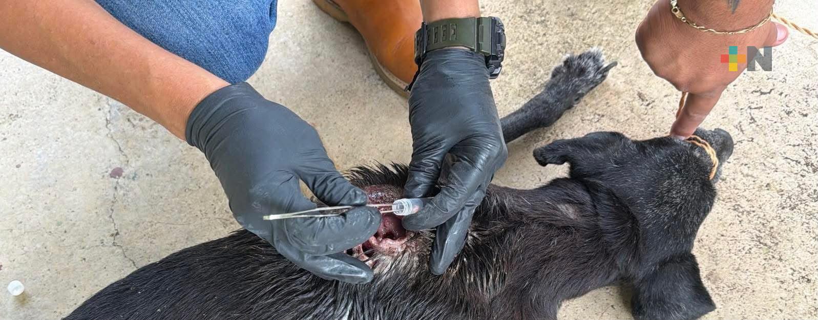 Analizan posibles casos de gusano barrenador en caninos de Coatzacoalcos