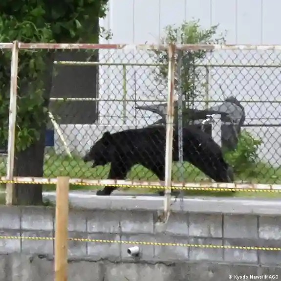 Un oso obligó a cerrar 100 escuelas en Japón