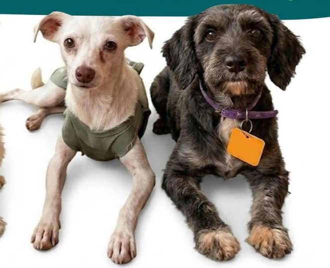 Feria de adopción en Coatza para que perros rescatados encuentren un hogar