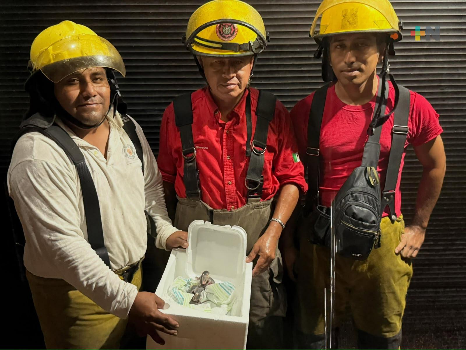 Rescatan crías de tlacuache en colonia de Coatzacoalcos