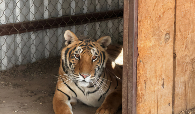 Aseguran dos tigres de Bengala en Chihuahua