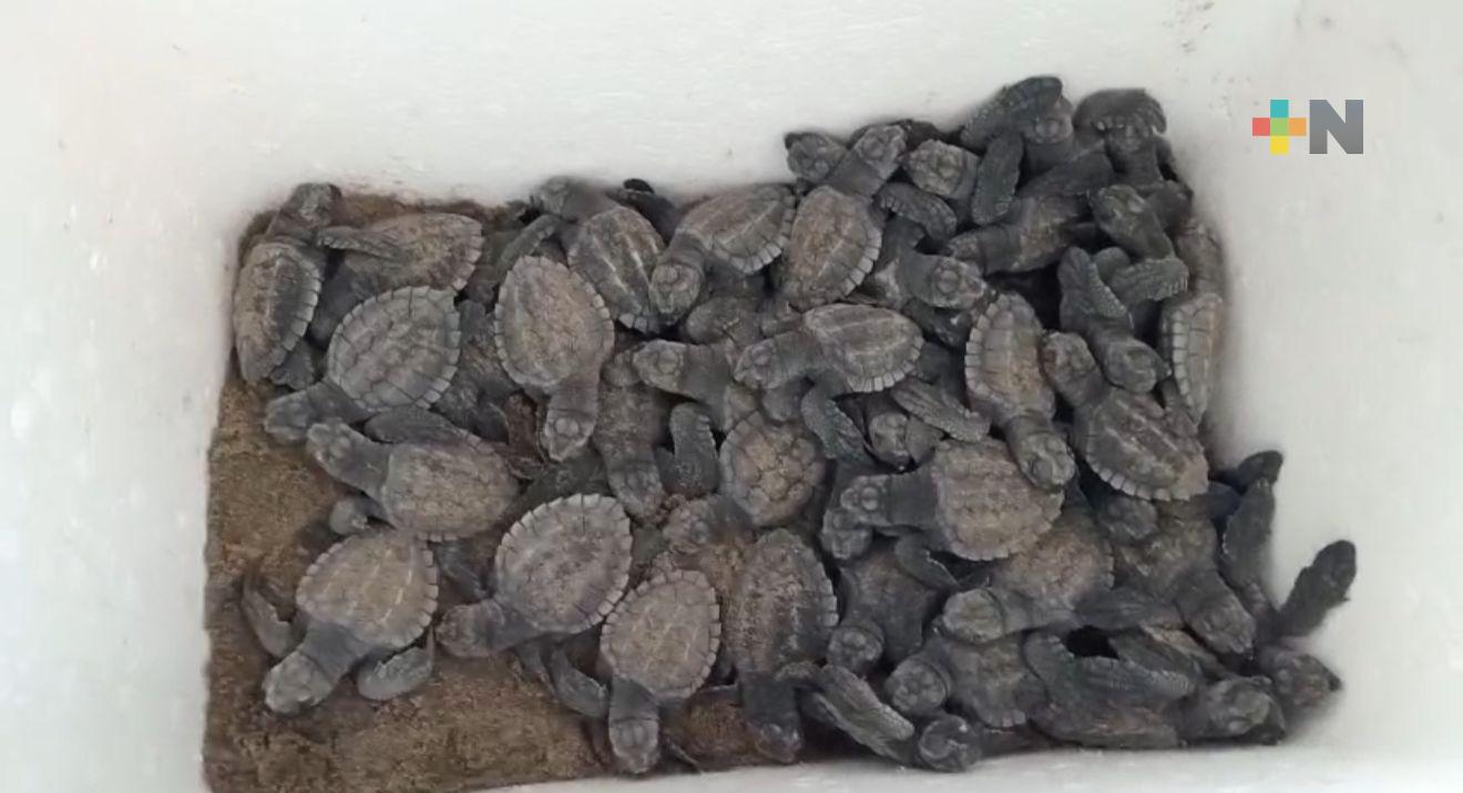 Liberan 48 crías de tortuga lora en Coatzacoalcos