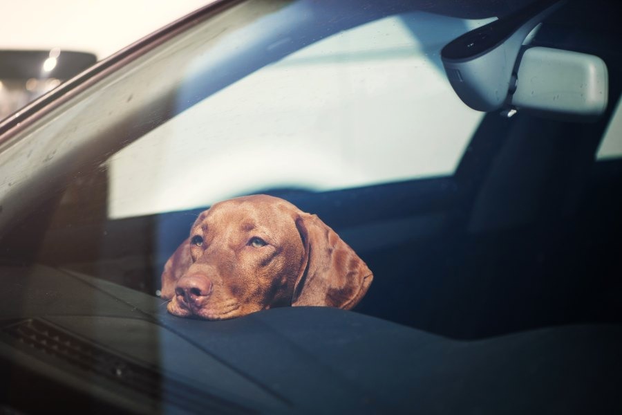Piden no dejar niños ni mascotas en autos cerrados