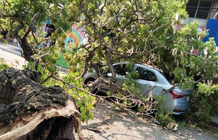Refuerzan poda preventiva tras caída de rama en Coatzacoalcos