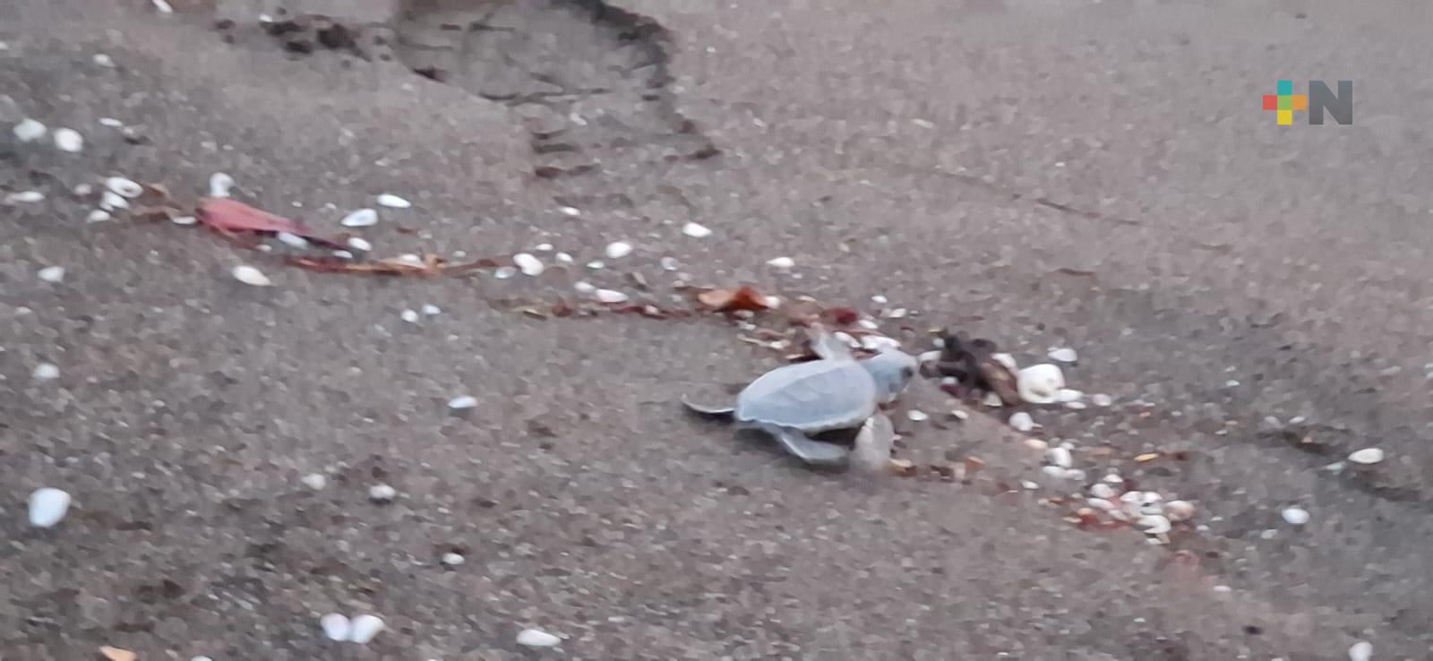 Las tortugas cuentan hoy con mayor protección en Veracruz