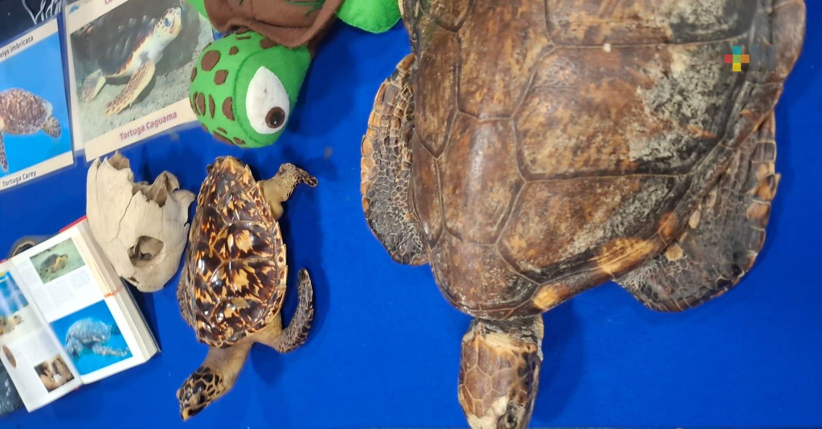 Playas veracruzanas, refugio de anidación; cinco especies de tortugas llegan a nuestras costas