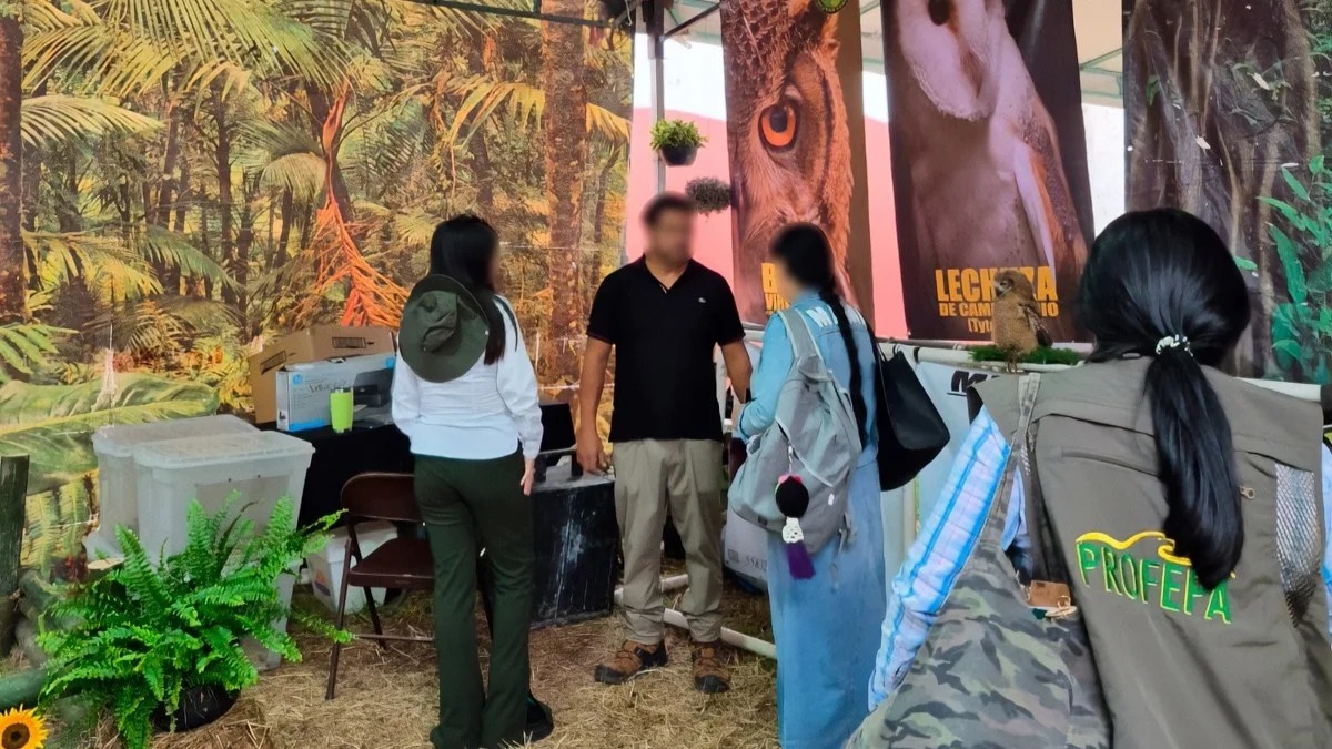 Profepa rescata fauna silvestre en Feria de Banderilla; el tráfico de animales es delito federal con sanciones severas