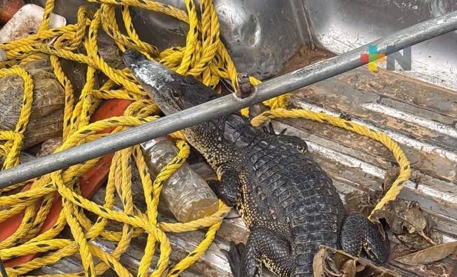 Protección Civil asegura lagarto en las Choapas