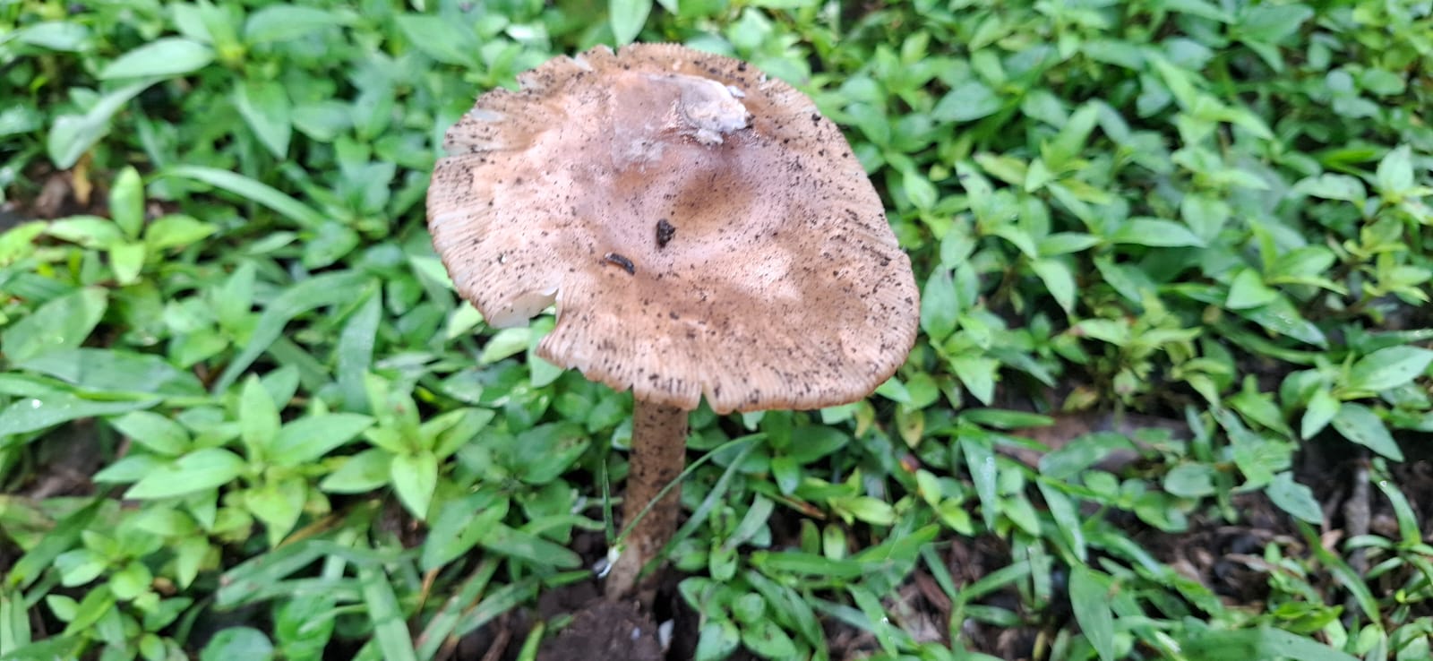 Hongos, aliados del clima: capturan carbono y protegen los ecosistemas.