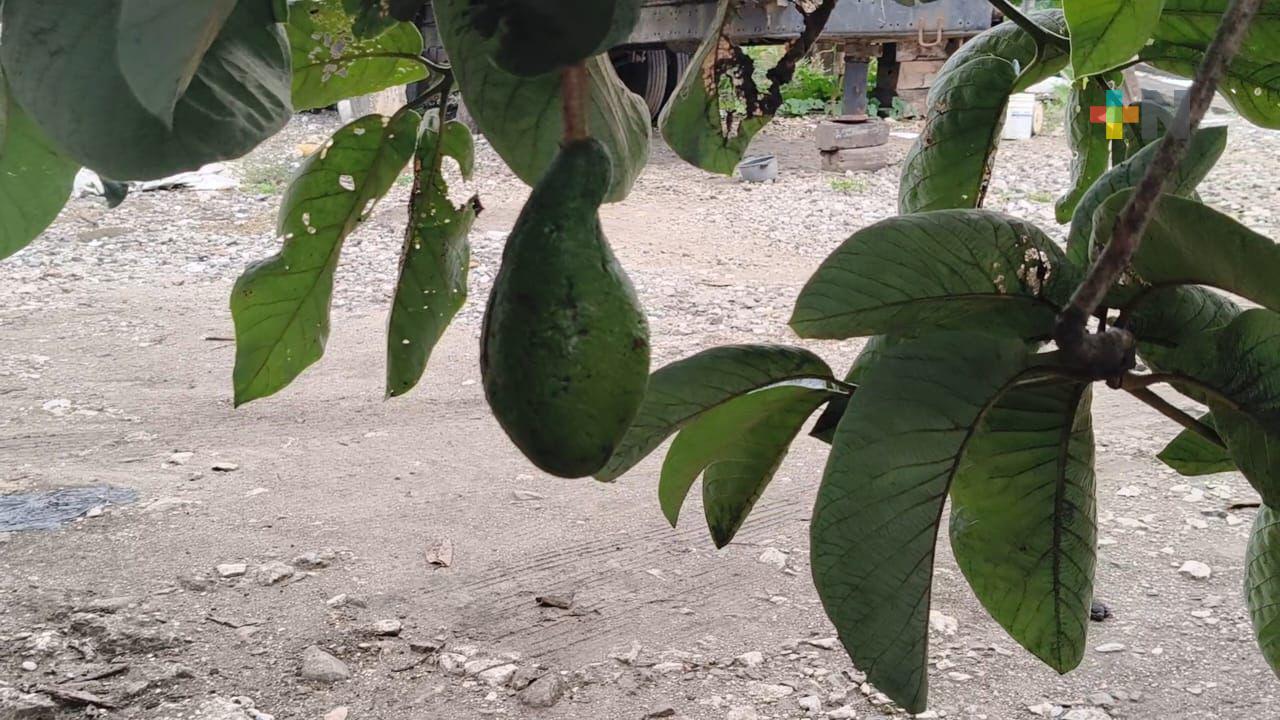 El chinene ya está en temporada: el aguacate silvestre que crece en los patios de México