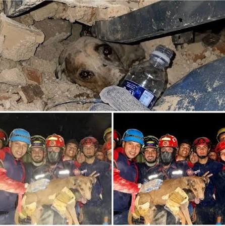 El perrito que devolvió esperanza en Venezuela