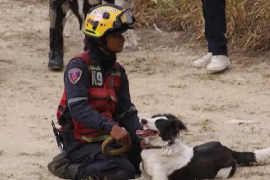 “Tsunami”, otro perrito rescatista en Venezuela
