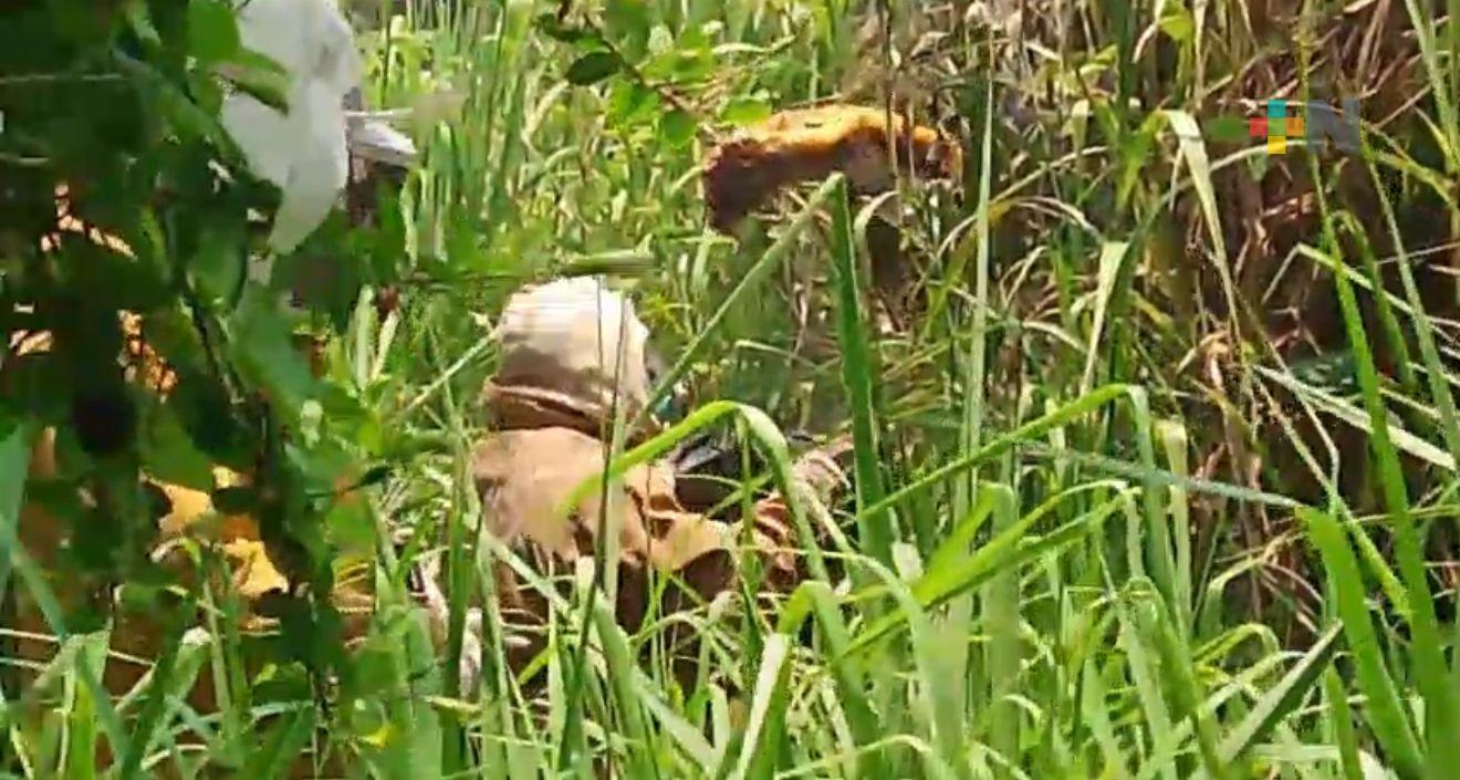 Ataque dejó una persona lesionada por las picaduras