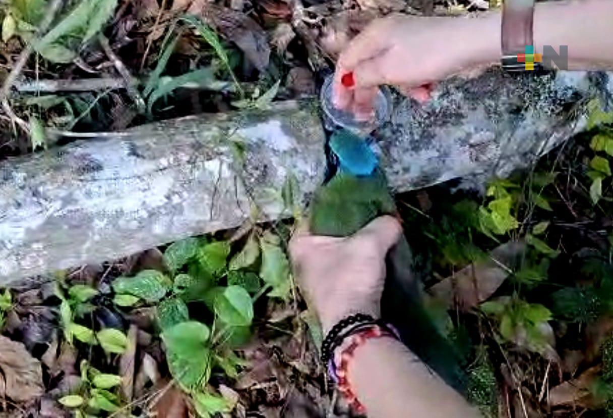 Golpe de calor afecta a las aves