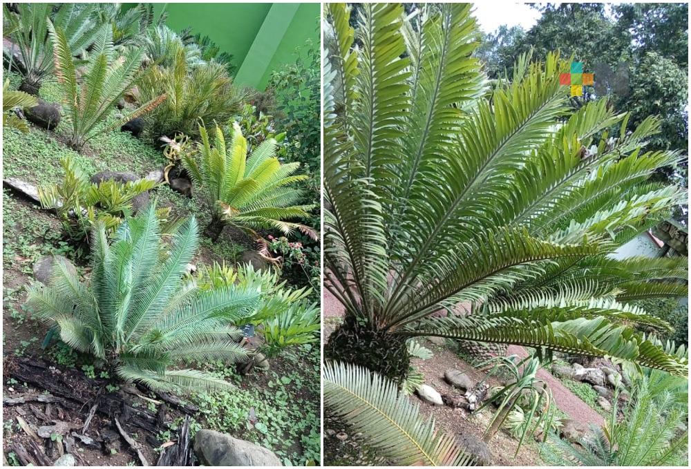 Jardín botánico Clavijero custodia al menos una de cada cícada registrada en México