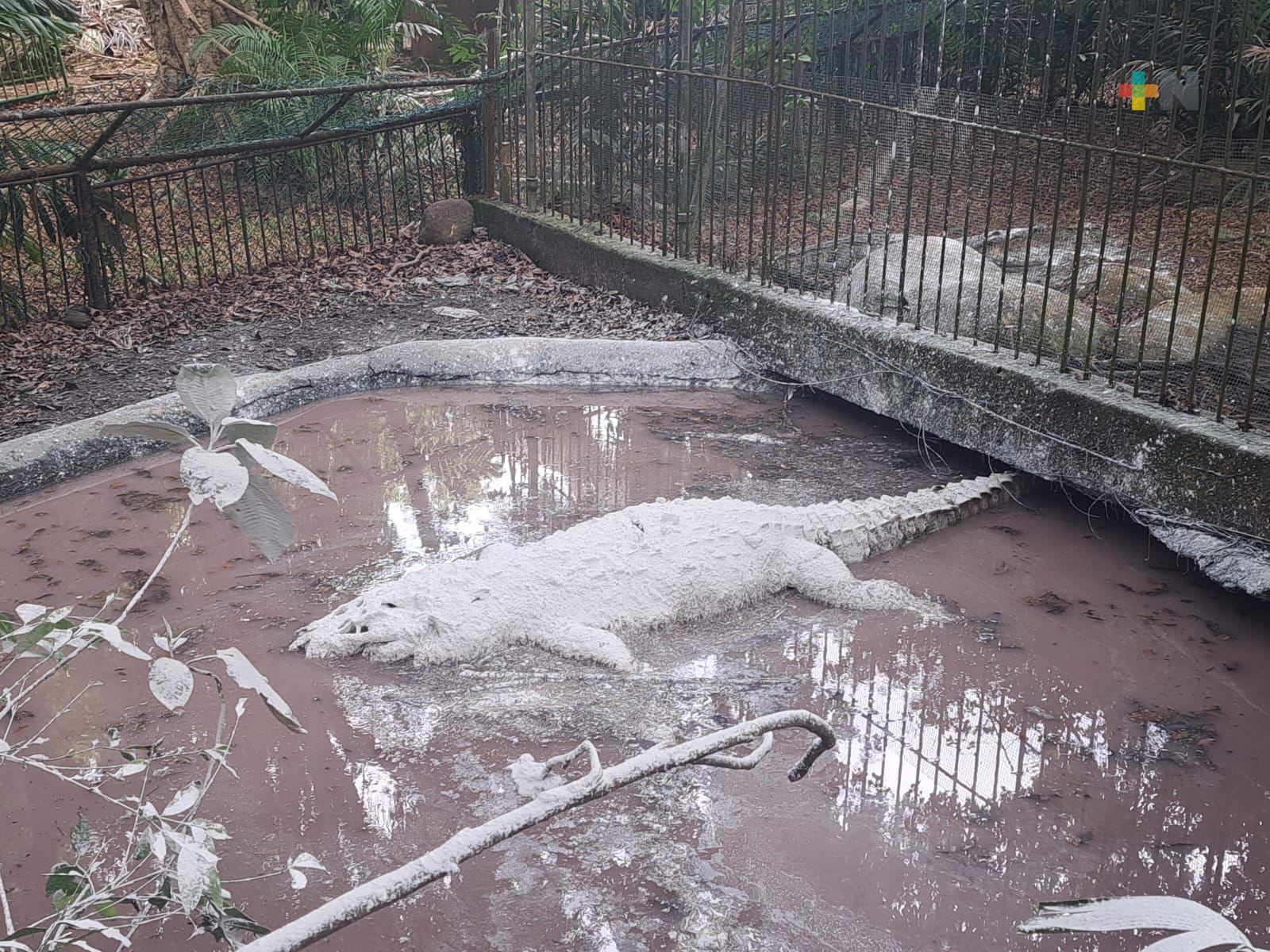 Denuncian mortandad de cocodrilos en Coatza