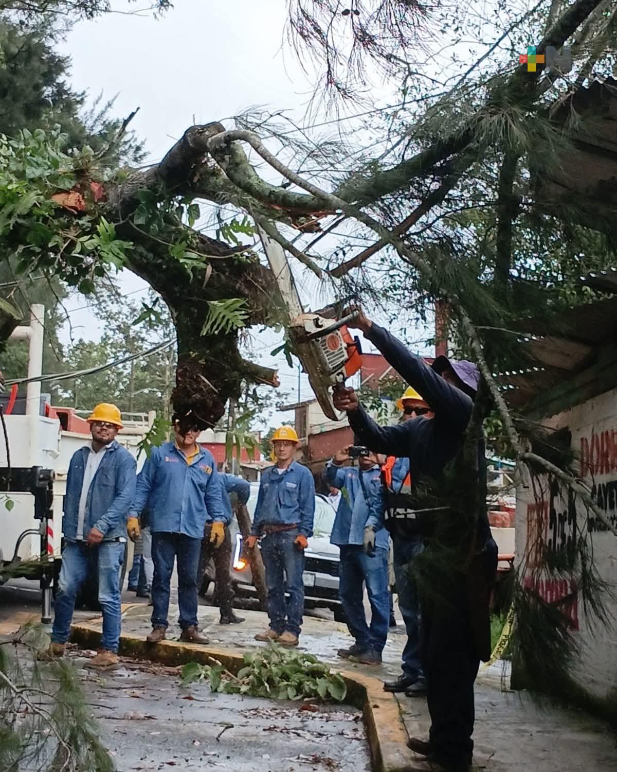Lluvias debilitan suelos y aumentan el riesgo de caída de árboles en zonas urbanas en Xalapa