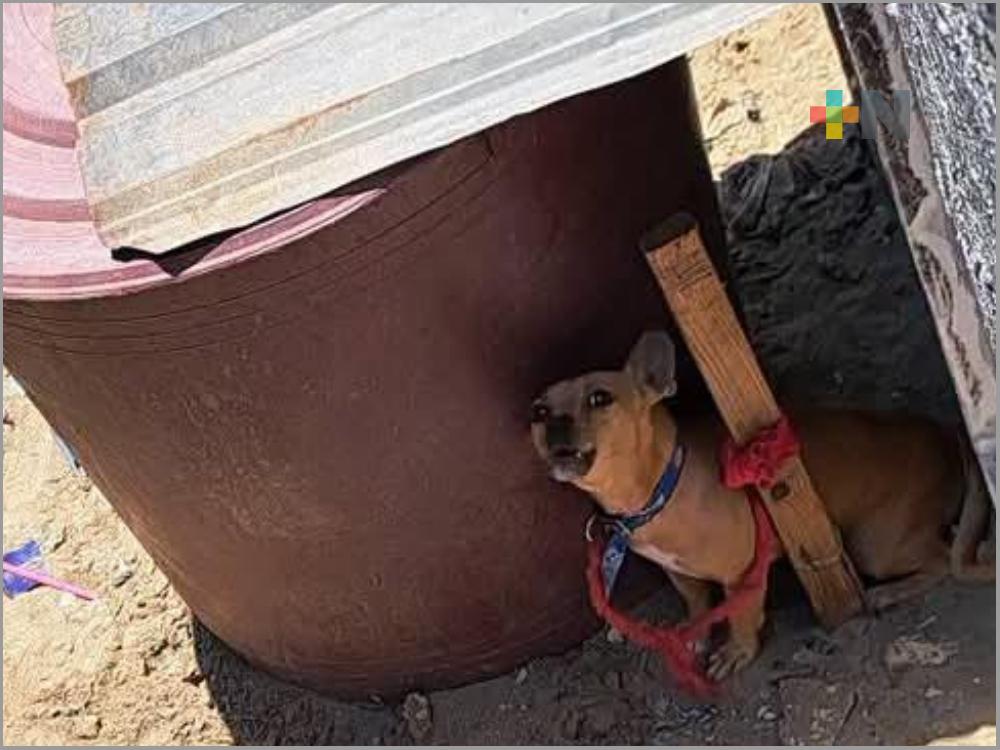 Denuncian caso de crueldad animal en Coatzacoalcos