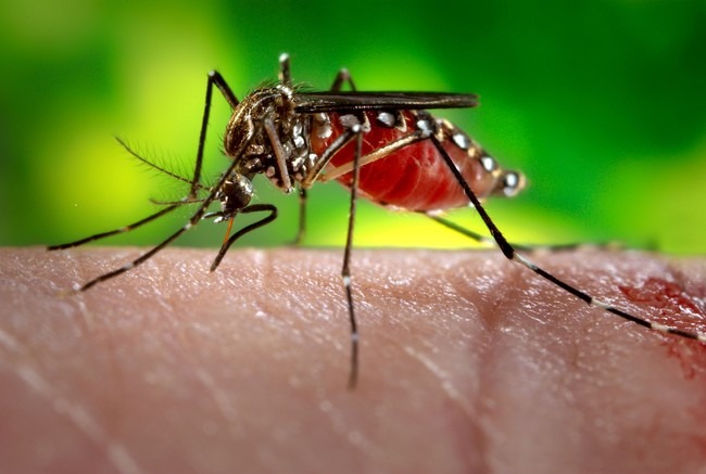Google libera mosquitos modificados para combatir dengue y zika
