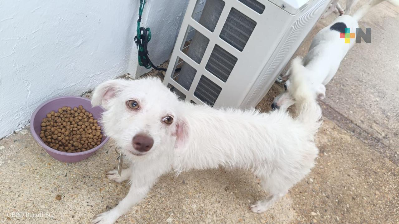 72 caninos esperan encontrar un hogar en Coatzacoalcos