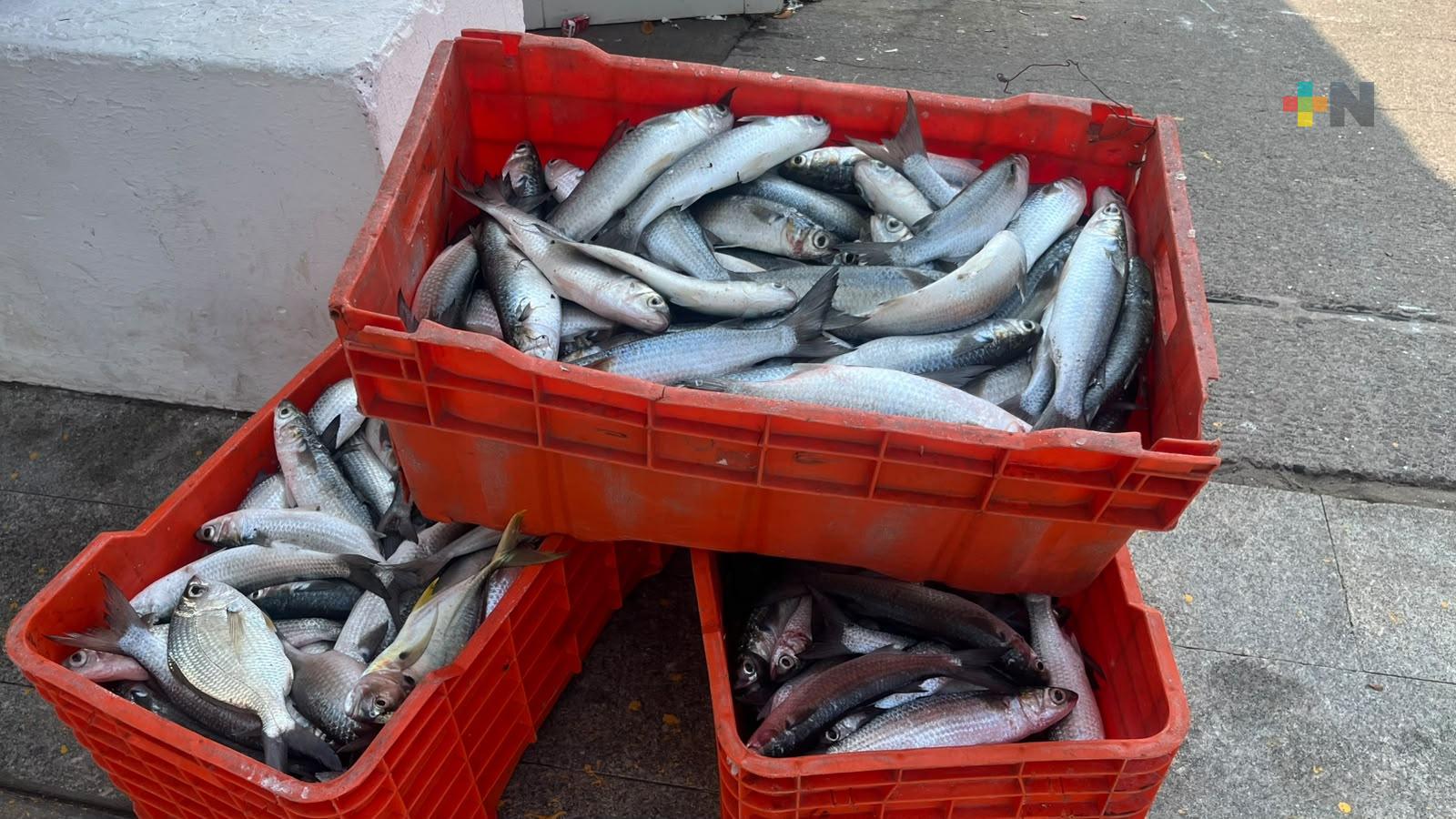 Lluvias benefician al sector pesquero del puerto de Veracruz