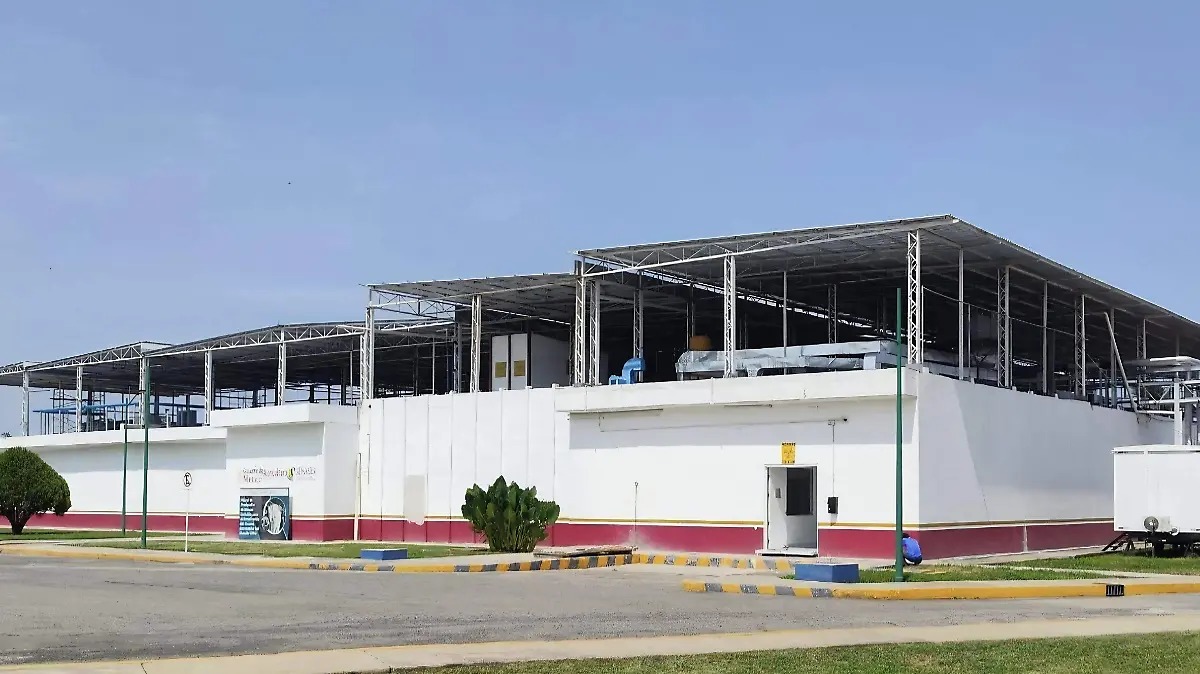 Sheinbaum inaugurará planta de mosca estéril en Chiapas