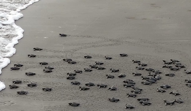 Continúa la temporada de anidación de tortugas marinas en áreas naturales protegidas de Veracruz