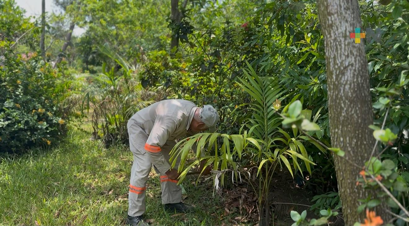 Se fortalecerán áreas verdes con programa de reforestación en Coatzacoalcos