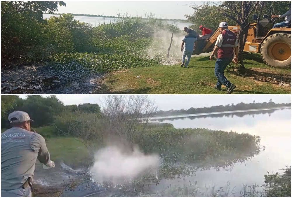 Conagua mantiene atención en contingencia por la mortandad de peces en la zona Cosamaloapan