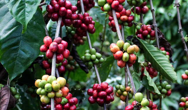 Destina Agricultura más de 30 mdp para proteger zonas cafetaleras en 2026