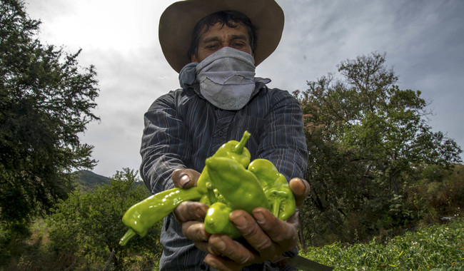 México logra cifra récord de 184 mdd en envío de alimentos al Reino Unido