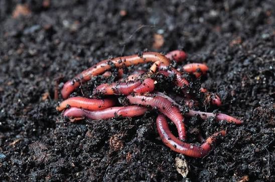 Lombrices californianas, auténticas heroínas silenciosas de la agricultura