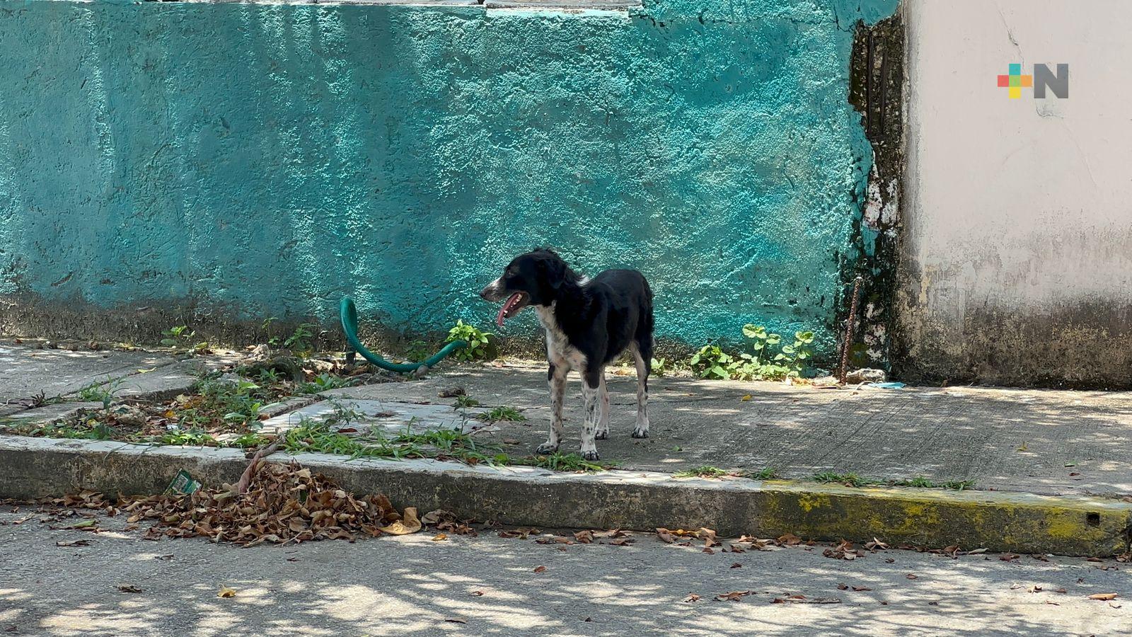 Calor y lluvias exigen mayores cuidados para las mascotas y aves