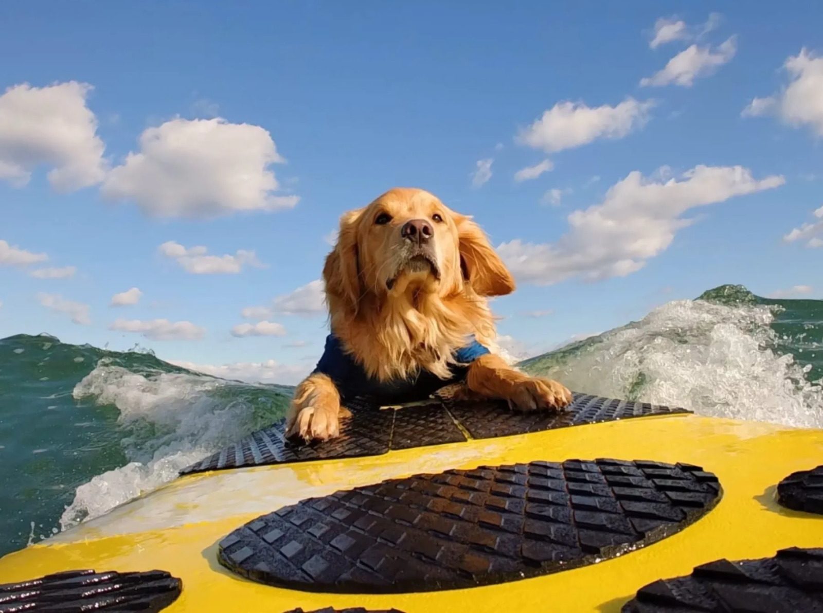 Perro surfista en California