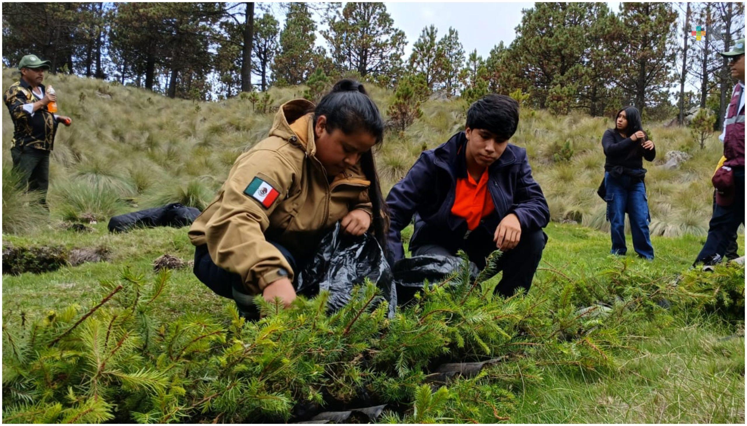 Conafor celebra 25 años con  reforestación en las faldas del Pico de Orizaba