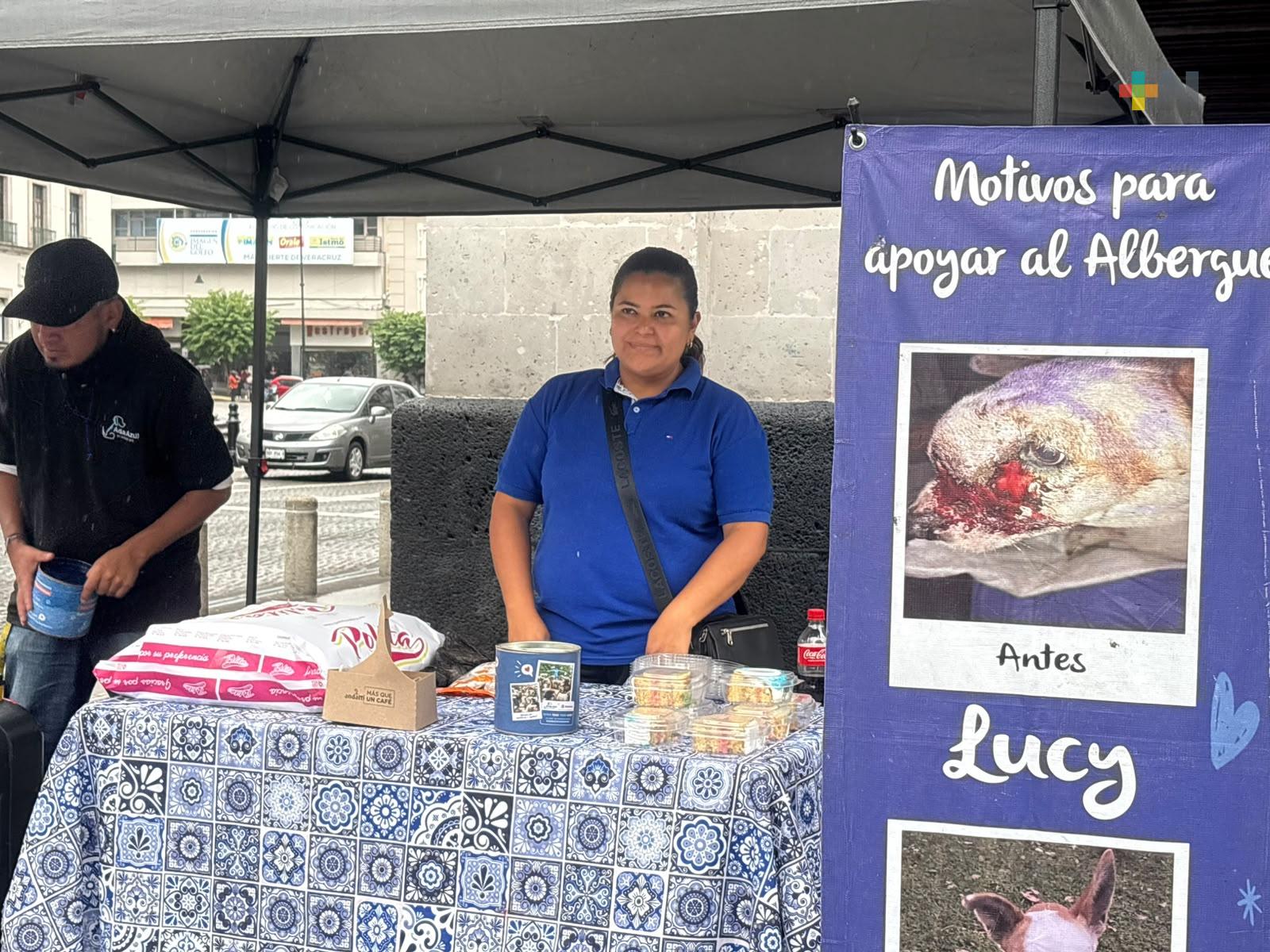 Rescatistas alertan por incremento del maltrato animal en Veracruz