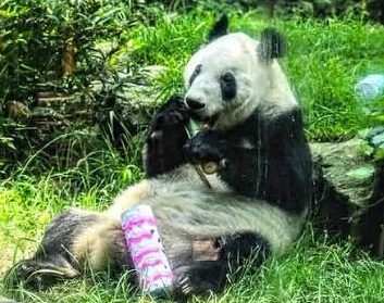 “Xin Xin” cumple 36 años en Chapultepec; es un símbolo de conservación en México