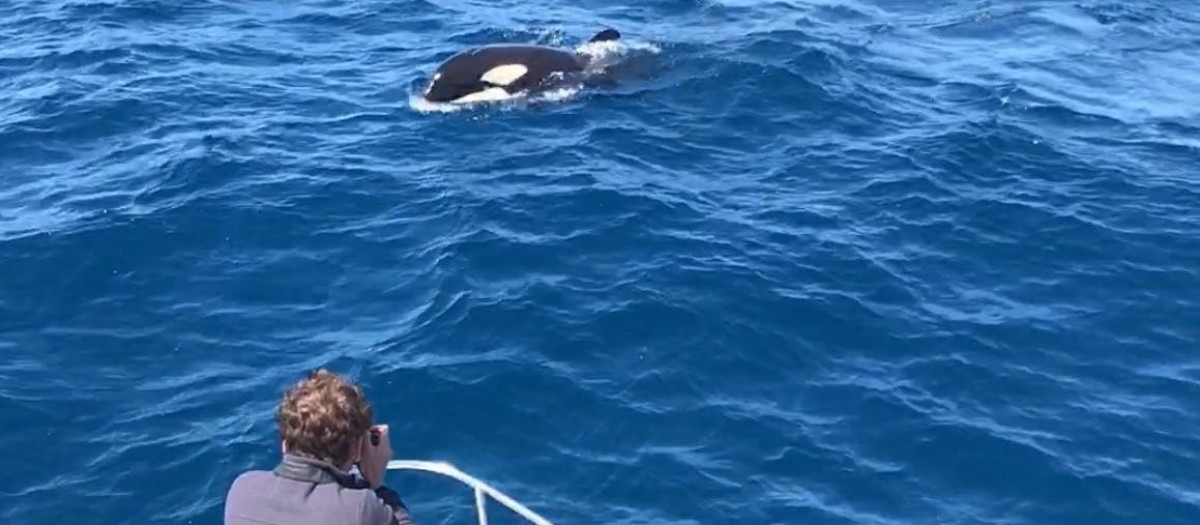 Una orca sorprende con gesto amistoso en Gibraltar