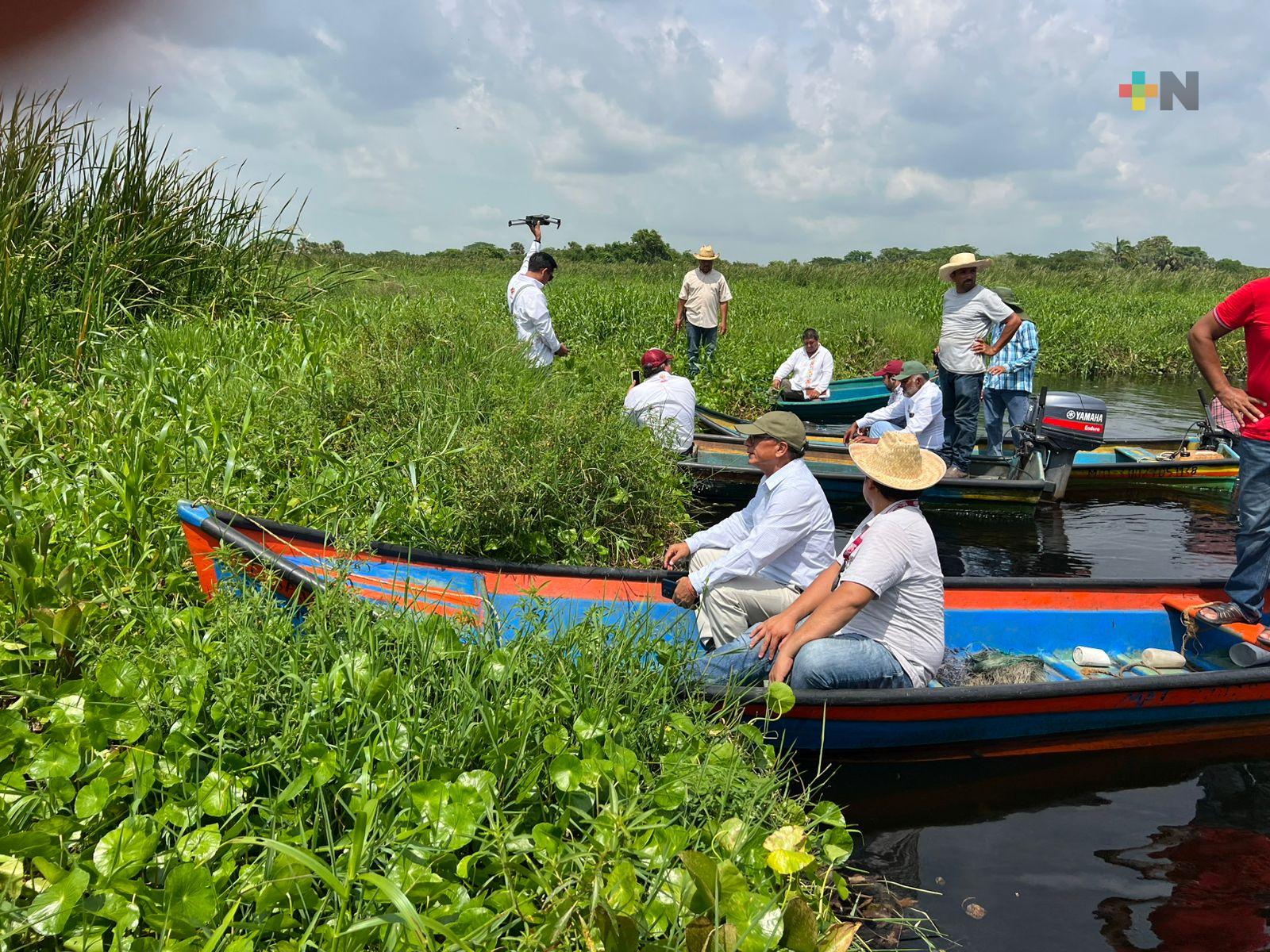 Gobierno de Veracruz retirará lirio acuático para apoyar a pescadores de Cosamaloapan