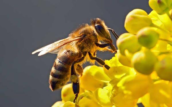 SCJN analizará si las abejas pueden ser reconocidas como sujetos de derecho