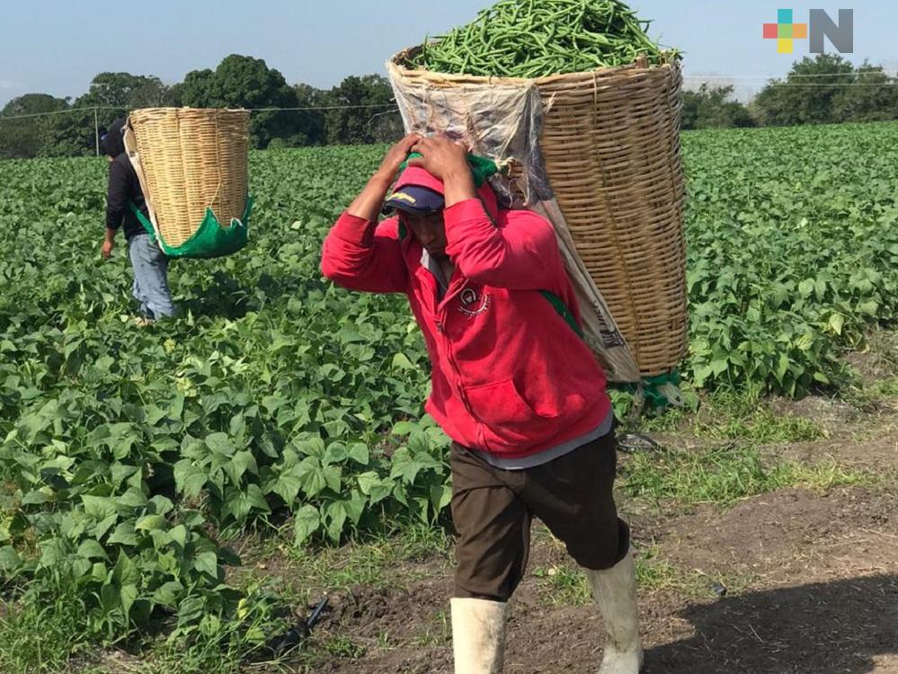 Veracruz entre los primeros lugares nacionales en valor agregado a actividades agropecuarias: INEGI