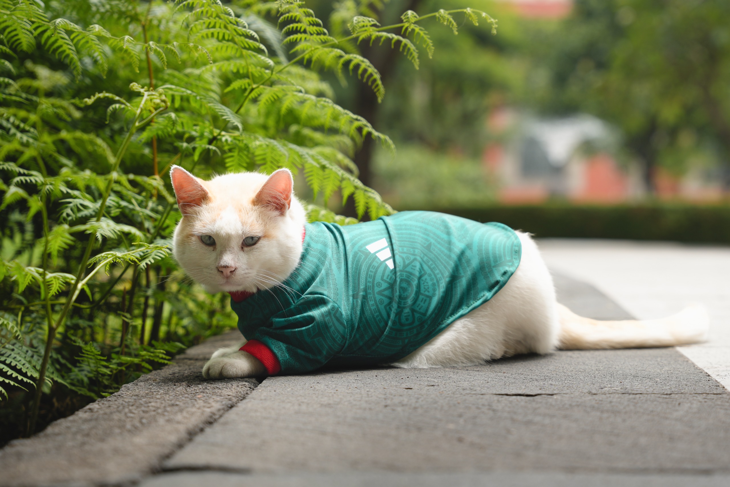 «Coco», gatito de Palacio Nacional se luce con playera de la Selección Mexicana
