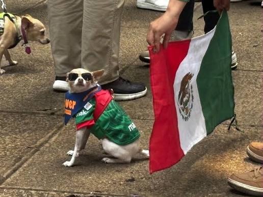 Perritos chihuahua invadieron la Embajada Británica en apoyo a la Selección de México