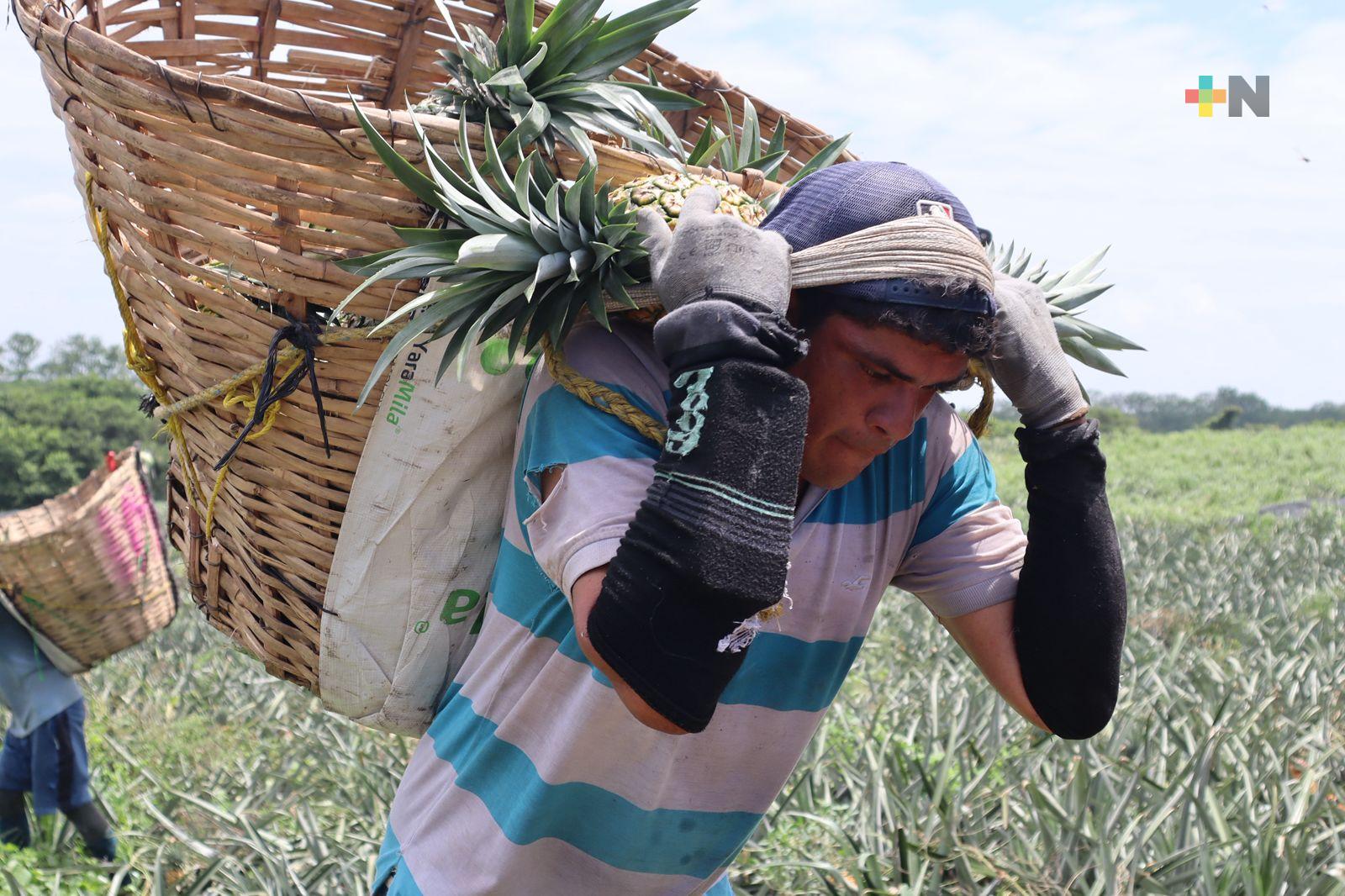 Venta de piña en su mejor momento: Productores