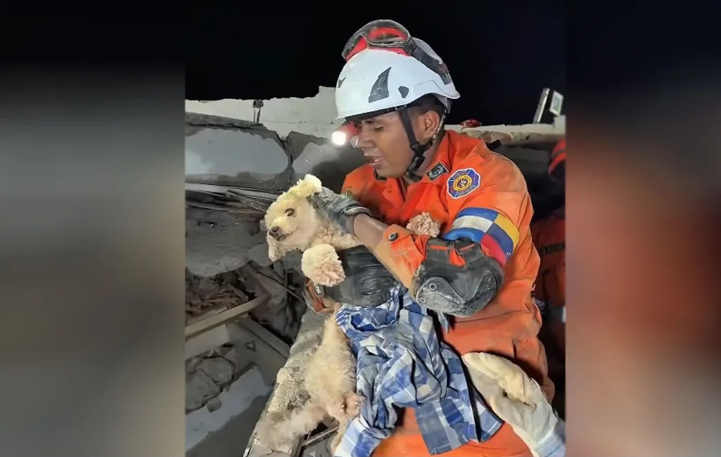 Rescate de perrita “Giselle” genera miles de reacciones