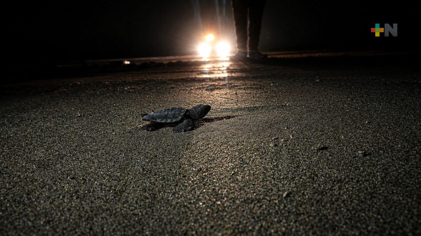 Fueron liberadas 56 crías de tortuga lora en playa Las Barrillas de Coatzacoalcos